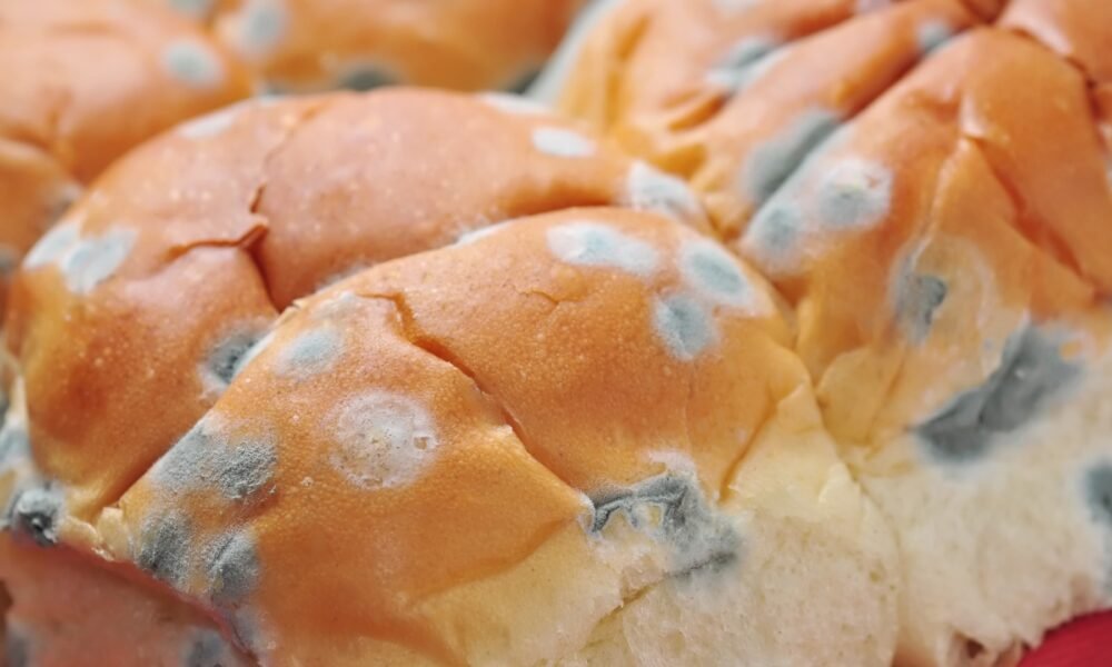 Ilustrasi roti berjamur