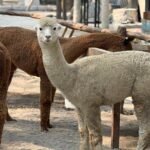Pony Park Klaten: Destinasi wisata dan ruang belajar ramah satwa